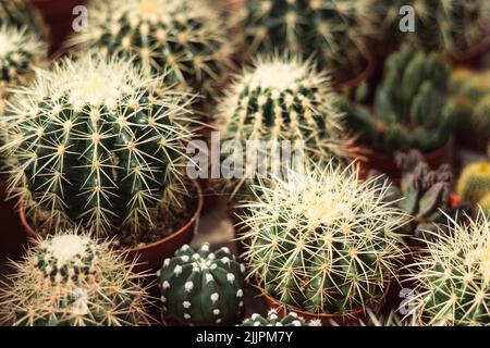 Un gros plan de quelques cactus dans des pots. Banque D'Images