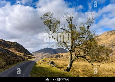 Buidhe Bheinn de la route à voie unique de Glen Garry, près du Loch an Doire Duibh, au-dessus de Kinloch Hourn, région des Highlands, Écosse, Royaume-Uni. Banque D'Images