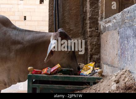 Un gros plan d'une vache mangeant des déchets d'une poubelle à l'extérieur Banque D'Images