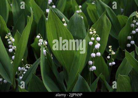 De belles fleurs de nénuphars blanches cultivées dans le champ Banque D'Images