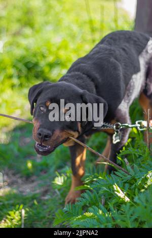 Un chiot rottweiler jouant à l'extérieur Banque D'Images