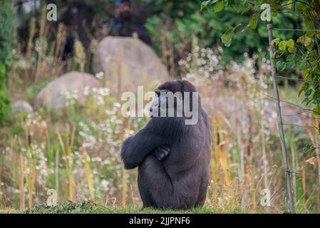 Un gros plan d'un gorille assis au milieu de la forêt et regardant derrière Banque D'Images