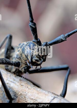 Gros plan de Monochamus urussovi Banque D'Images