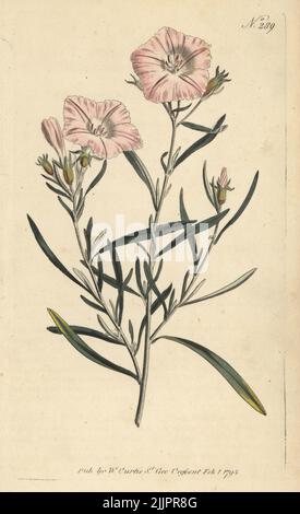 Convolvulus oléifolius var. Oléifolius. Convolvulus à feuilles étroites, Convolvulus linearis. Gravure sur plaque de coperplate de couleur main, d'après une illustration botanique du magazine botanique William Curtis, Stephen Couchman, Londres, 1795. Banque D'Images