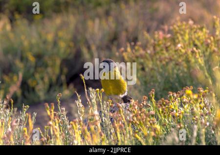 Un magnifique oiseau sierra finch à capuchon gris perché sur le rocher sous la lumière du soleil Banque D'Images