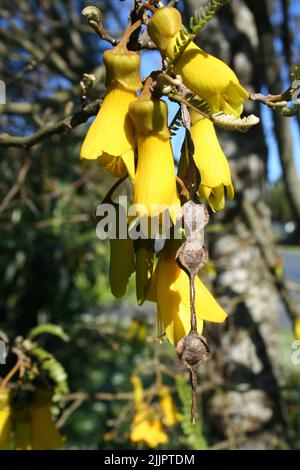 Un bouquet de fleurs jaunes de Kowhai fleurissent sur les branches des arbres par temps ensoleillé Banque D'Images