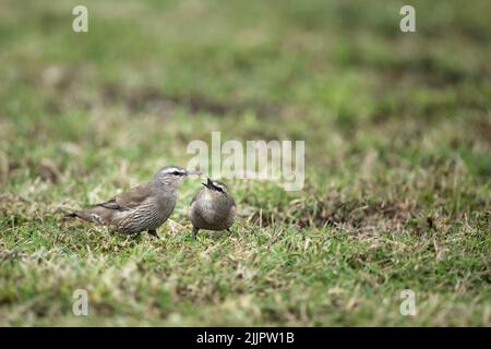 Deux arbres de race blanche partageant un insecte capturé pour le petit-déjeuner sur la courte pelouse verte du camp de Bush de Lara Wetlands, dans le Queensland en Australie. Banque D'Images