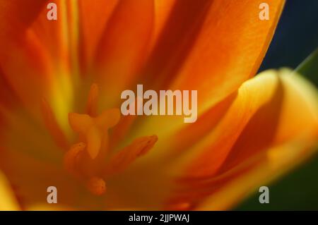 gros plan de la fleur d'orange Banque D'Images