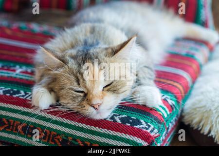 Un gros plan d'un shorthair brésilien dormant sur le canapé Banque D'Images