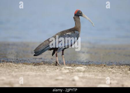 Un gros plan d'un ibis à naped rouge (Pseudibis papillosa) debout dans le sable sur une mer ou un lac Banque D'Images