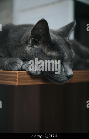 Un gros plan d'un chat gris mignon allongé sur une table en bois Banque D'Images