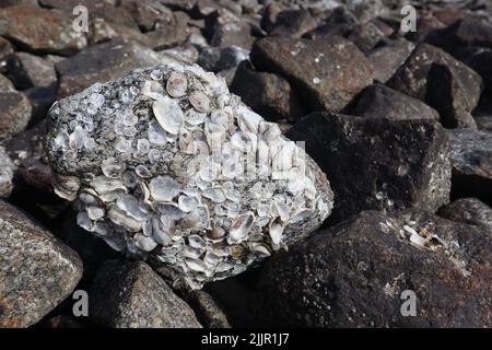 Un gros plan de barnacles sur des rochers au bord de la mer Banque D'Images