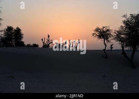 Coucher de soleil autour du désert d'Al Awir avec des arbres et des dunes de sable, Dubai Emirats Arabes Unis. Banque D'Images