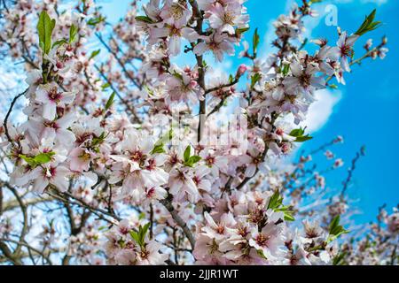 Les branches de l'amandier à fleurs Banque D'Images