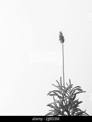 fleur de lavande isolée sur blanc, noir et blanc Banque D'Images