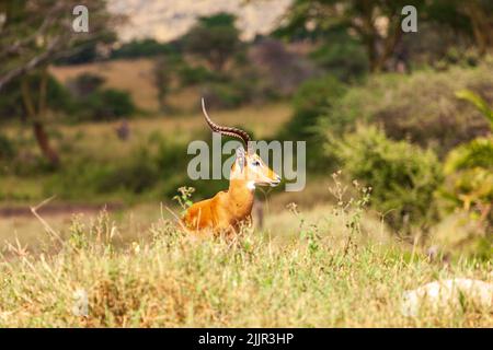 Impala Buck dans le parc national de Serengeti, Tanzanie Banque D'Images