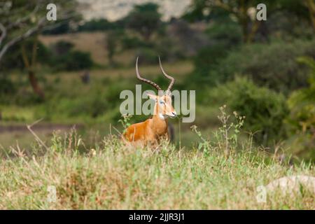 Impala Buck dans le parc national de Serengeti, Tanzanie Banque D'Images