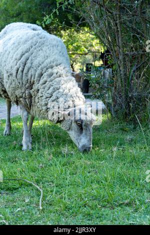 Gros plan d'un mouton qui broutage dans le champ Banque D'Images
