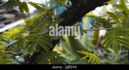 Les feuilles vertes de l'albizia Julibrissin rosea Banque D'Images