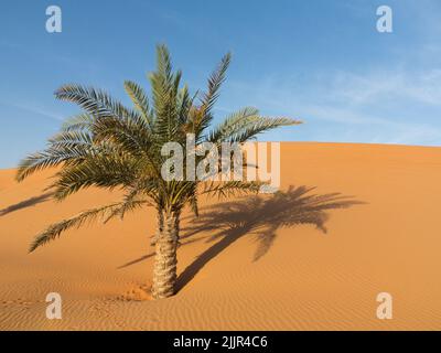 Un seul palmier au milieu du désert entouré de reproductions de pied de gazelle sauvage. Dubaï, Émirats arabes Unis Banque D'Images