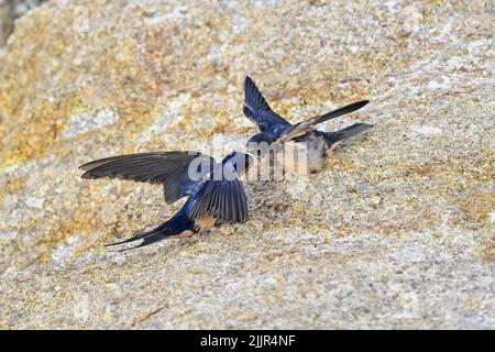 Pacific Grove, Californie, États-Unis. 27th juillet 2022. Les hirondelles alimentent leurs poussins en vol (Credit image: © Rory Merry/ZUMA Press Wire) Banque D'Images