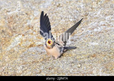 Pacific Grove, Californie, États-Unis. 27th juillet 2022. Les hirondelles alimentent leurs poussins en vol (Credit image: © Rory Merry/ZUMA Press Wire) Banque D'Images