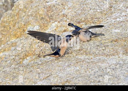 Pacific Grove, Californie, États-Unis. 27th juillet 2022. Les hirondelles alimentent leurs poussins en vol (Credit image: © Rory Merry/ZUMA Press Wire) Banque D'Images