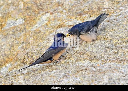 Pacific Grove, Californie, États-Unis. 27th juillet 2022. Les hirondelles alimentent leurs poussins en vol (Credit image: © Rory Merry/ZUMA Press Wire) Banque D'Images