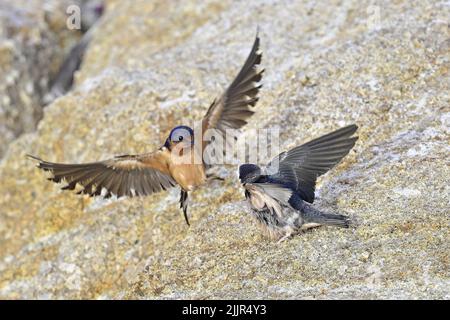 Pacific Grove, Californie, États-Unis. 27th juillet 2022. Les hirondelles alimentent leurs poussins en vol (Credit image: © Rory Merry/ZUMA Press Wire) Banque D'Images