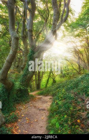 Sentier de randonnée, sentier et piste menant à la forêt verte ou à des bois sereins, calmes et tranquilles. Lumière du soleil, soleil et rayons du soleil rayant à travers les hêtres Banque D'Images