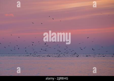 Une belle vue d'un troupeau d'oiseaux volant au-dessus de la mer pendant le coucher de soleil rose Banque D'Images