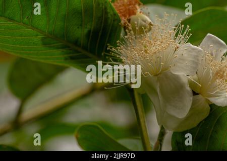 Plante de goyave qui a des fleurs vertes et des fruits, des feuilles vertes en forme de coeur Banque D'Images