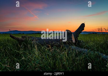 Gros plan d'une branche d'arbre brisée sur l'herbe avec coucher de soleil en arrière-plan Banque D'Images