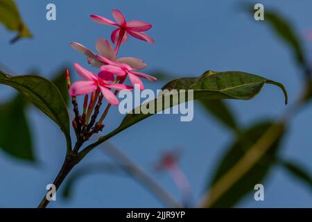 Plante de vinca arbustive en fleur avec cinq pétales dans une combinaison de fond rose et blanc, ciel clair Banque D'Images