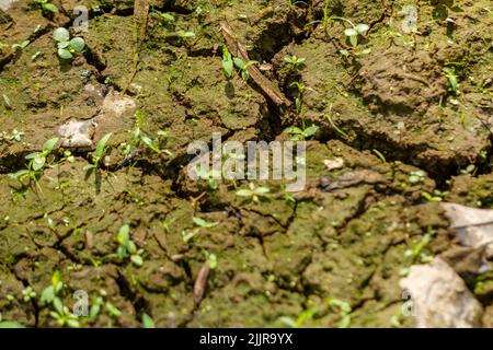 Le sol pour l'agriculture est brun, recouvert de petite herbe et de mousse, des fissures commencent à apparaître en raison de la teneur réduite en eau de celui-ci Banque D'Images