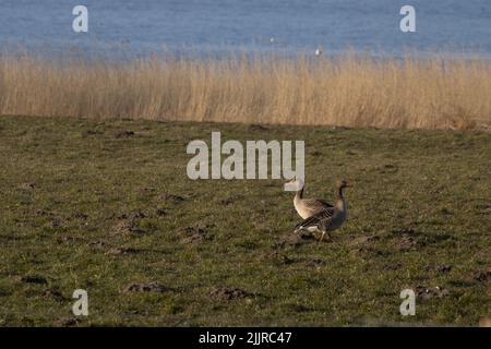 Les deux bernaches graylag se trouvent sur un pré vert, sur fond de lac bleu Banque D'Images