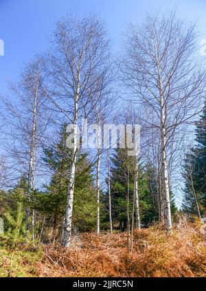 Un cliché vertical à angle bas des bouleaux verts et sans feuilles dans la forêt Banque D'Images