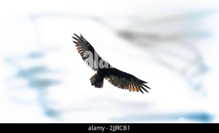 Gros plan sur le vautour de griffon himalayan volant isolé sur fond blanc Banque D'Images