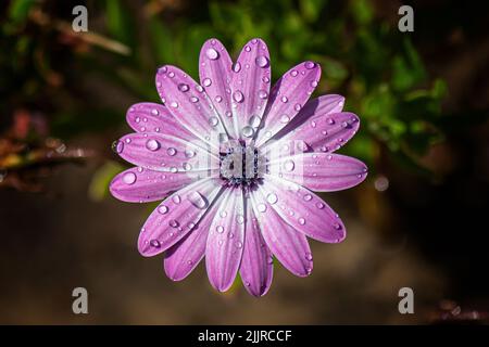 Vue de dessus du cap marguerite mauve humide dans le jardin Banque D'Images