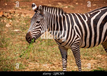 Un adorable zèbre paître sur l'herbe verte en safari à Majorque, Espagne Banque D'Images