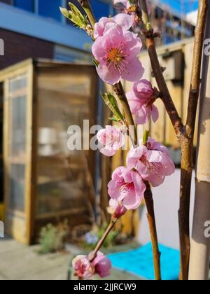 Un gros plan d'un magnifique arbre de pêche fleuri dans un jardin par une journée ensoleillée Banque D'Images