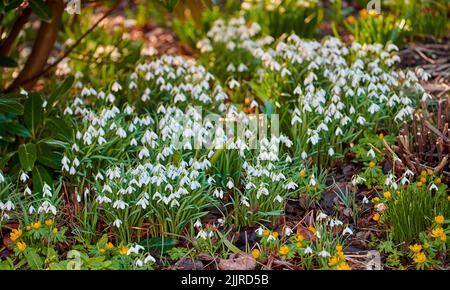 Gros plan de belles fleurs blanches naturelles fleuries dans un jardin botanique ou une forêt le jour du printemps. Les chutes de neige poussent dans la nature entourée par Banque D'Images