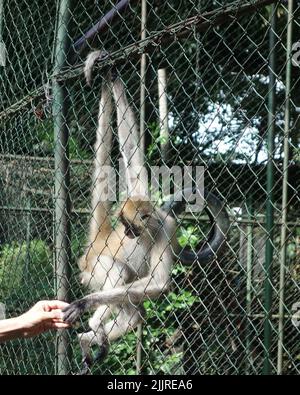 Un gros plan vertical du singe dans la cage touchant la main humaine à travers la clôture métallique. Banque D'Images