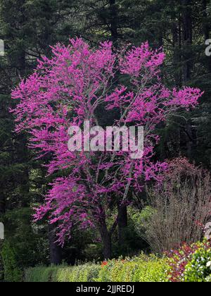 Un cliché vertical d'un bourgeon de l'est qui fleuit dans la forêt Banque D'Images