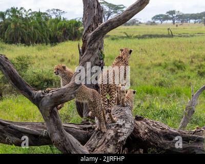 Une coalition de cheetahs sur un arbre à la recherche de proies dans le parc national du Serengeti, Tanzanie Banque D'Images