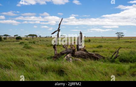 Une coalition de cheetahs sur un arbre sec à la recherche de proies dans le parc national du Serengeti, Tanzanie Banque D'Images