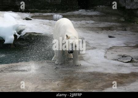 Un ours polaire debout sur le sol pavé et glacé tout en mangeant dans le zoo Banque D'Images