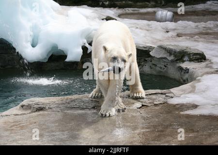 Un ours polaire mangeant un poisson debout sur le sol pavé glacé au bord de l'eau dans le zoo Banque D'Images