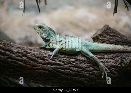 Un gros plan d'un iguana vert couché sur la branche de l'arbre Banque D'Images