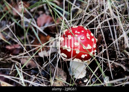 Un gros plan d'Amanita muscaria, communément connu sous le nom de la mouche agaric. Banque D'Images